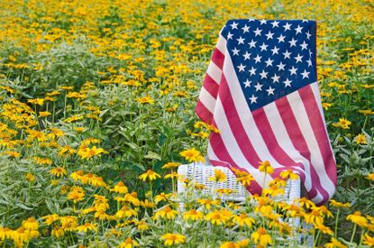 American Flag in a Field of Yellow Flowers
