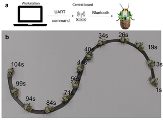 Image from the experiment with a remote-controlled cockroach