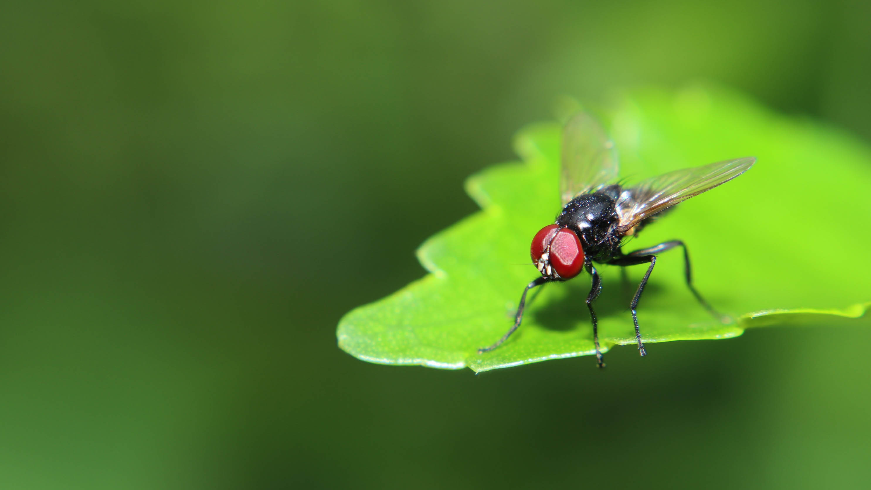 How to get rid of house flies: in your home and garden