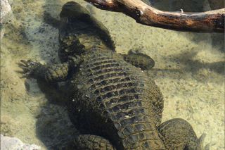 Crocs West African dwarf crocodile