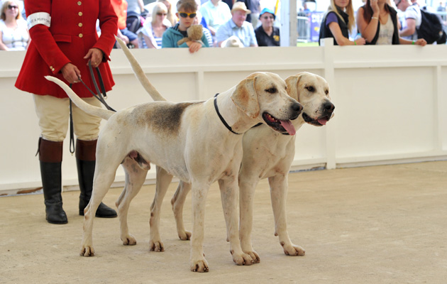 6-Gt.Yorks-Hound-Show-Day-2-15.07.153833.jpg