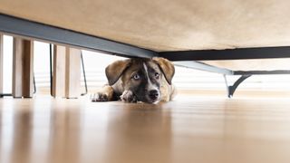 Puppy hiding under couch