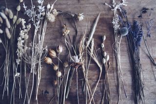 dried flowers white and blue stems