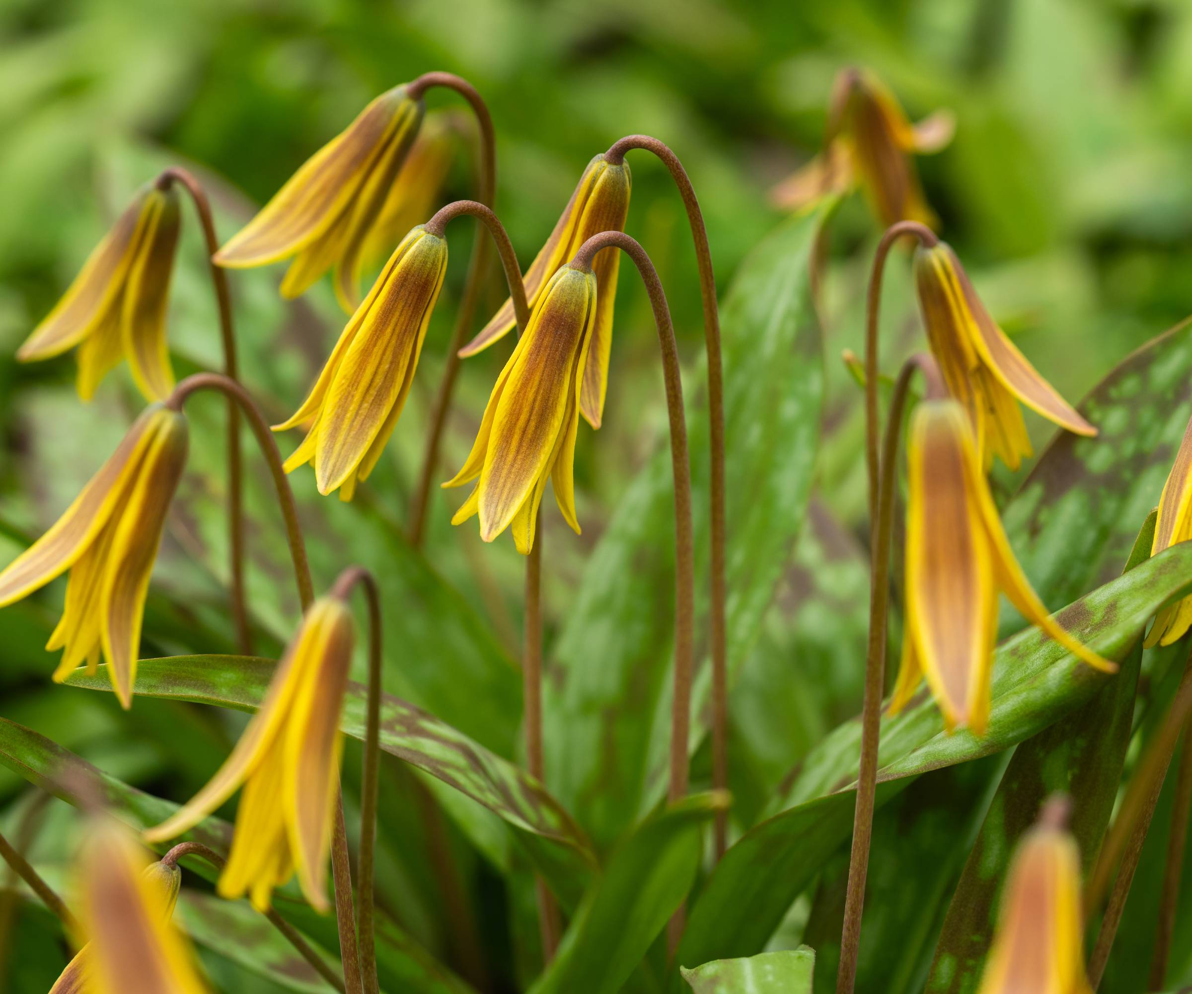 Trout lilies with closed flowers