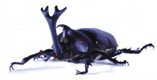 Rhinoceros beetle