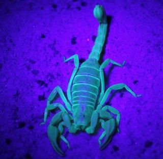 A compound in the exoskeletons of adult scorpions causes them to glow in UV light.