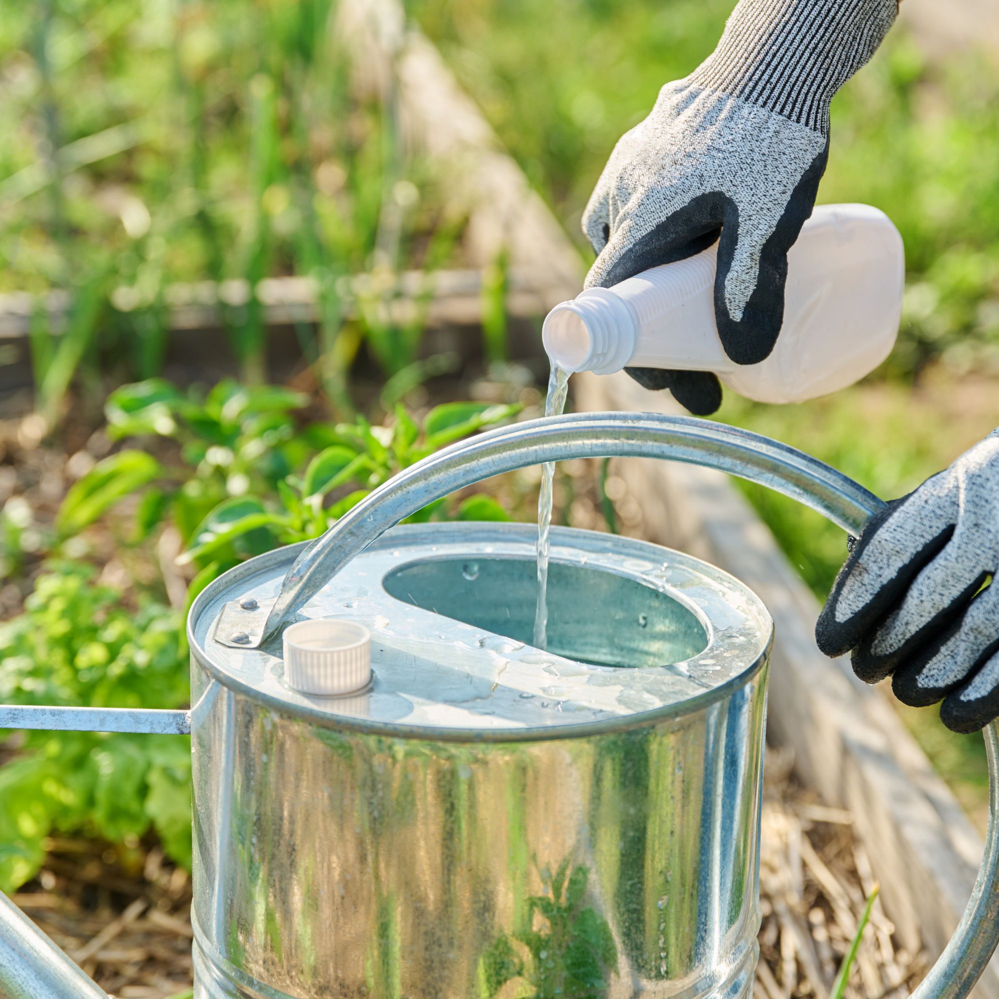 watering can with liquid fertiliser being added