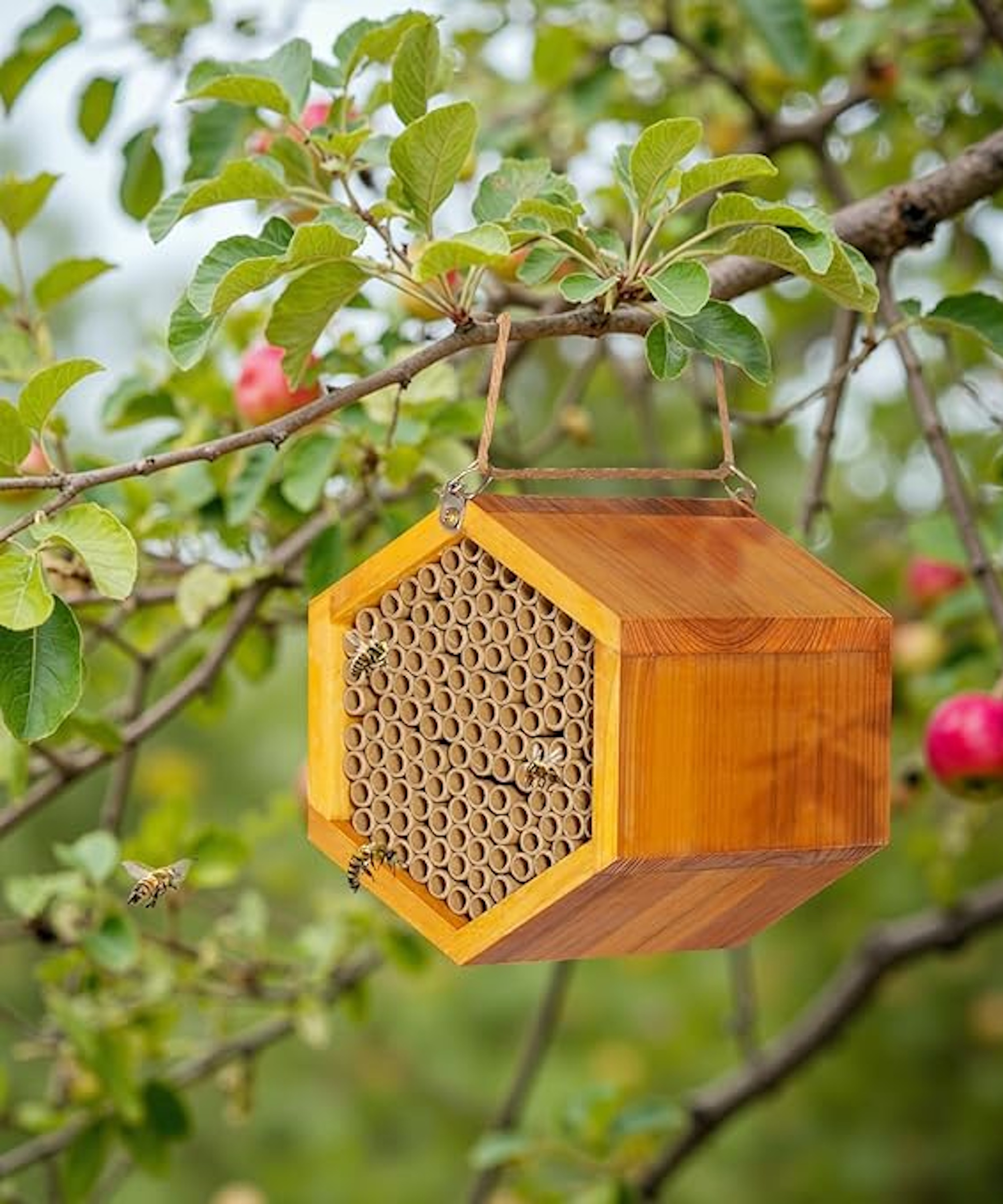 Amazon mason bee house