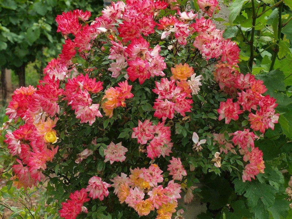 Rose Bush With Multicolored Roses