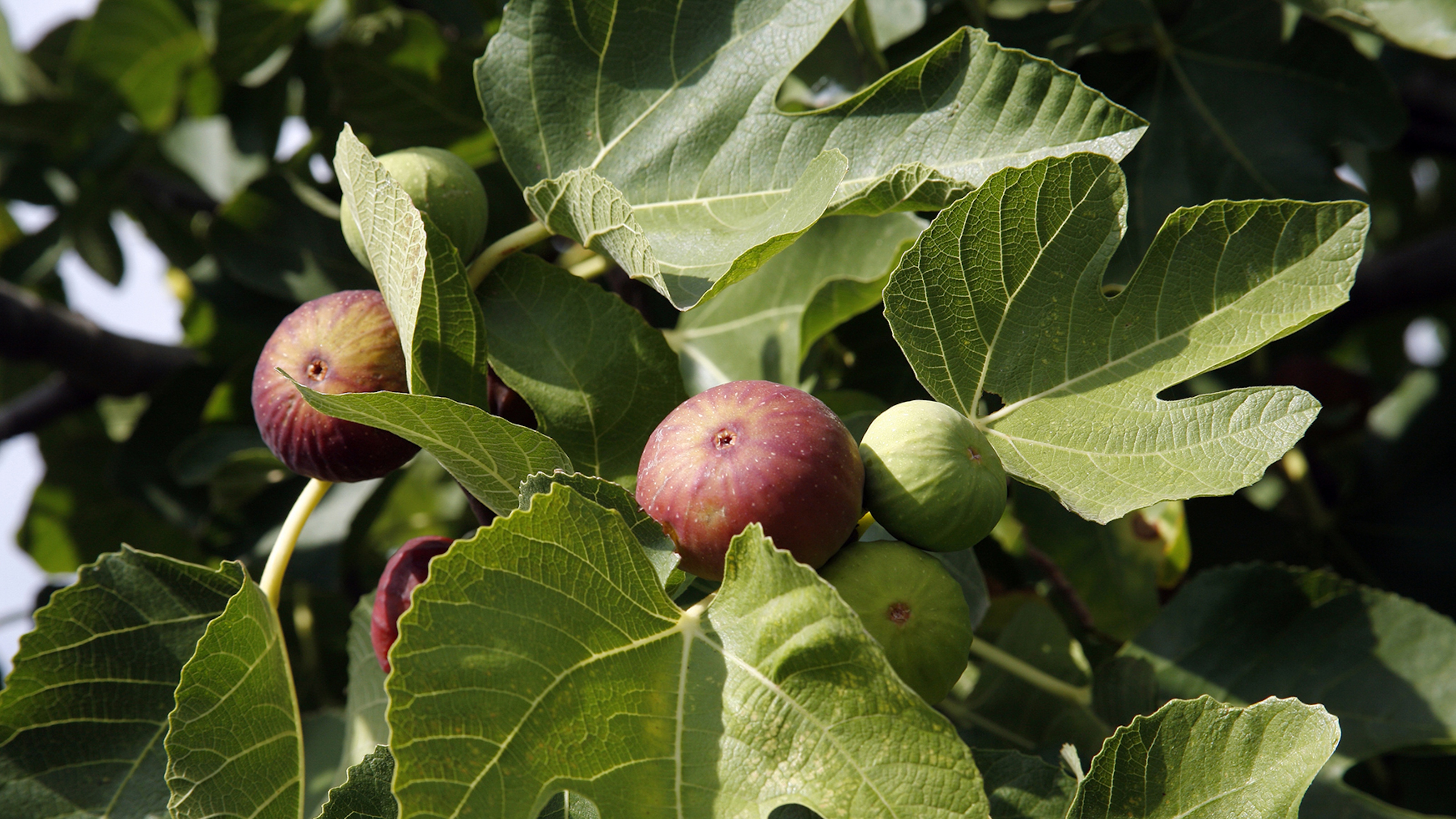 Figs on a tree, some green and some ripe