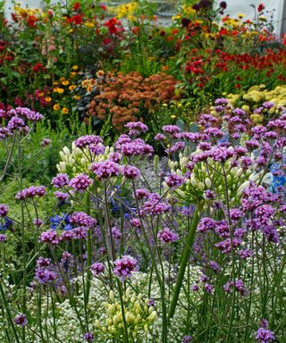 Colorful garden border with Vebena bonariensis in the foreground