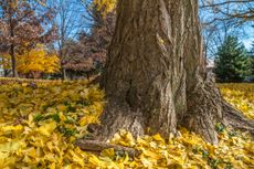 Autumn Ginkgo leaves carpeting lawn.