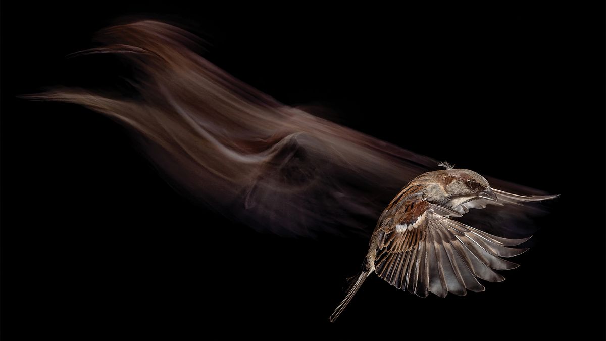 How I used this special flash photography technique to capture a sparrow in flight