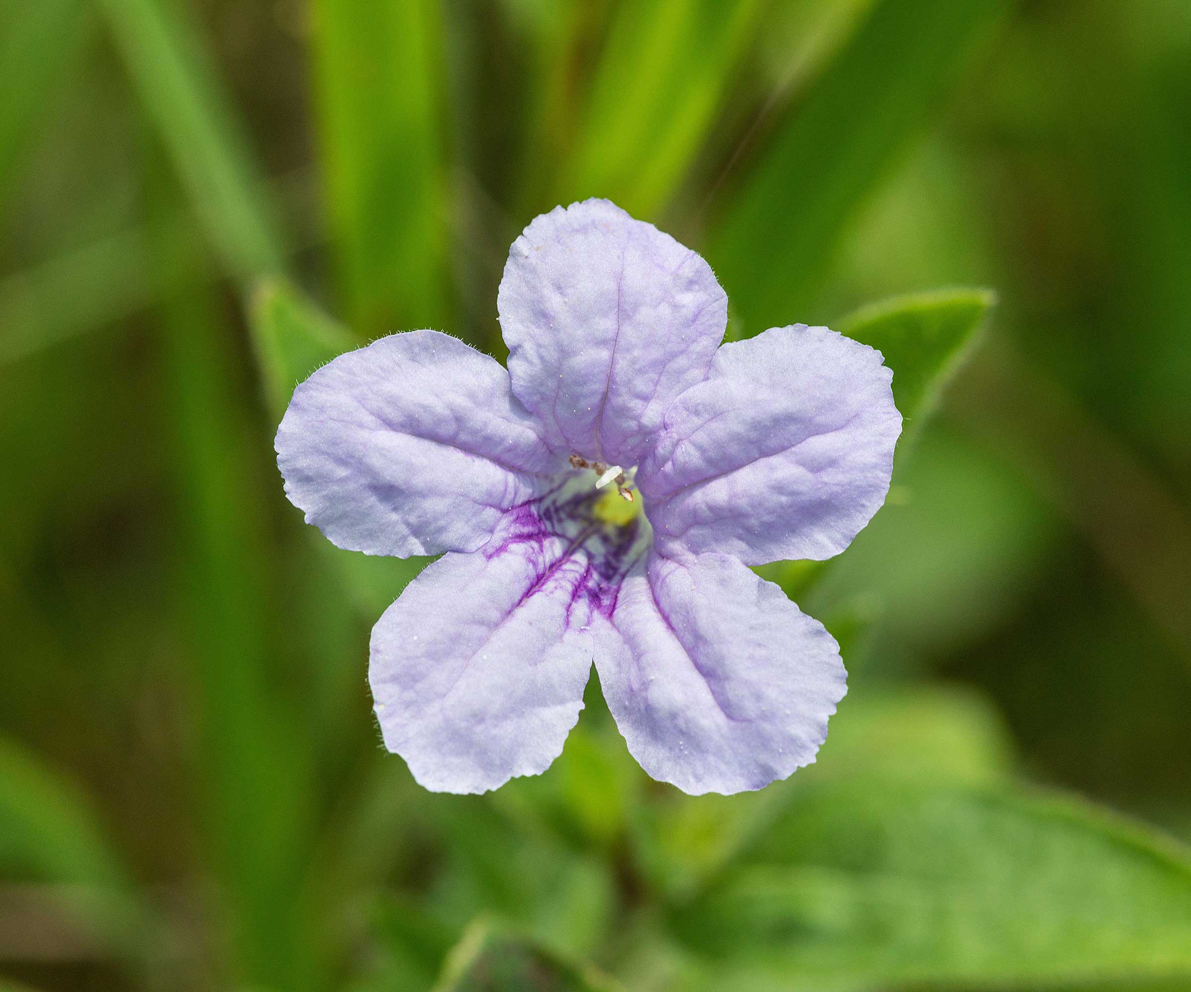 wild petunia flower