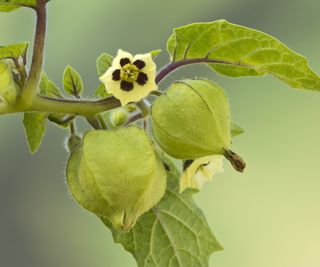 Flower and fruit of a ground cherry plant up close