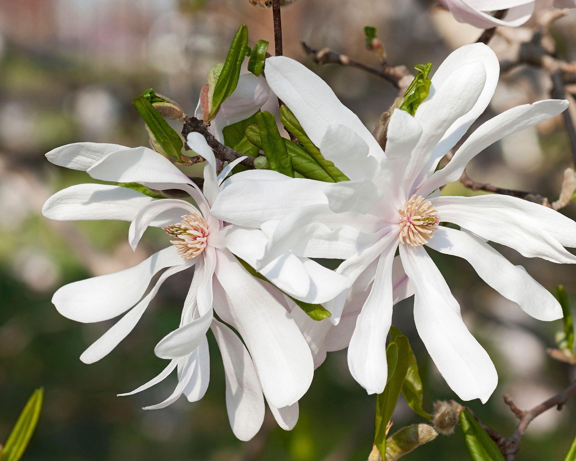 Magnolia trees: a guide to the most popular varieties | Gardeningetc