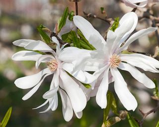 Centennial star magnolia, also know as Magnolia stellata Centennial