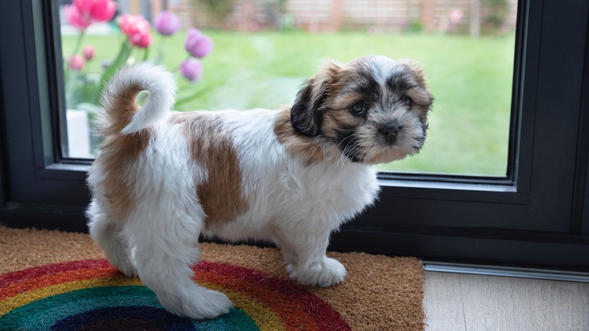 Young puppy standing patiently indoors next to a patio door, waiting to go outside into a back garden