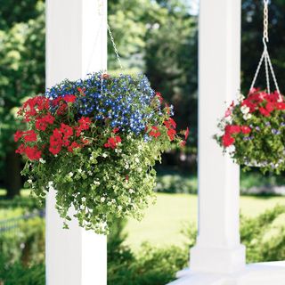 red white blue flowers