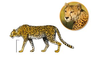 Giant cheetah (Acinonyx pardinensis