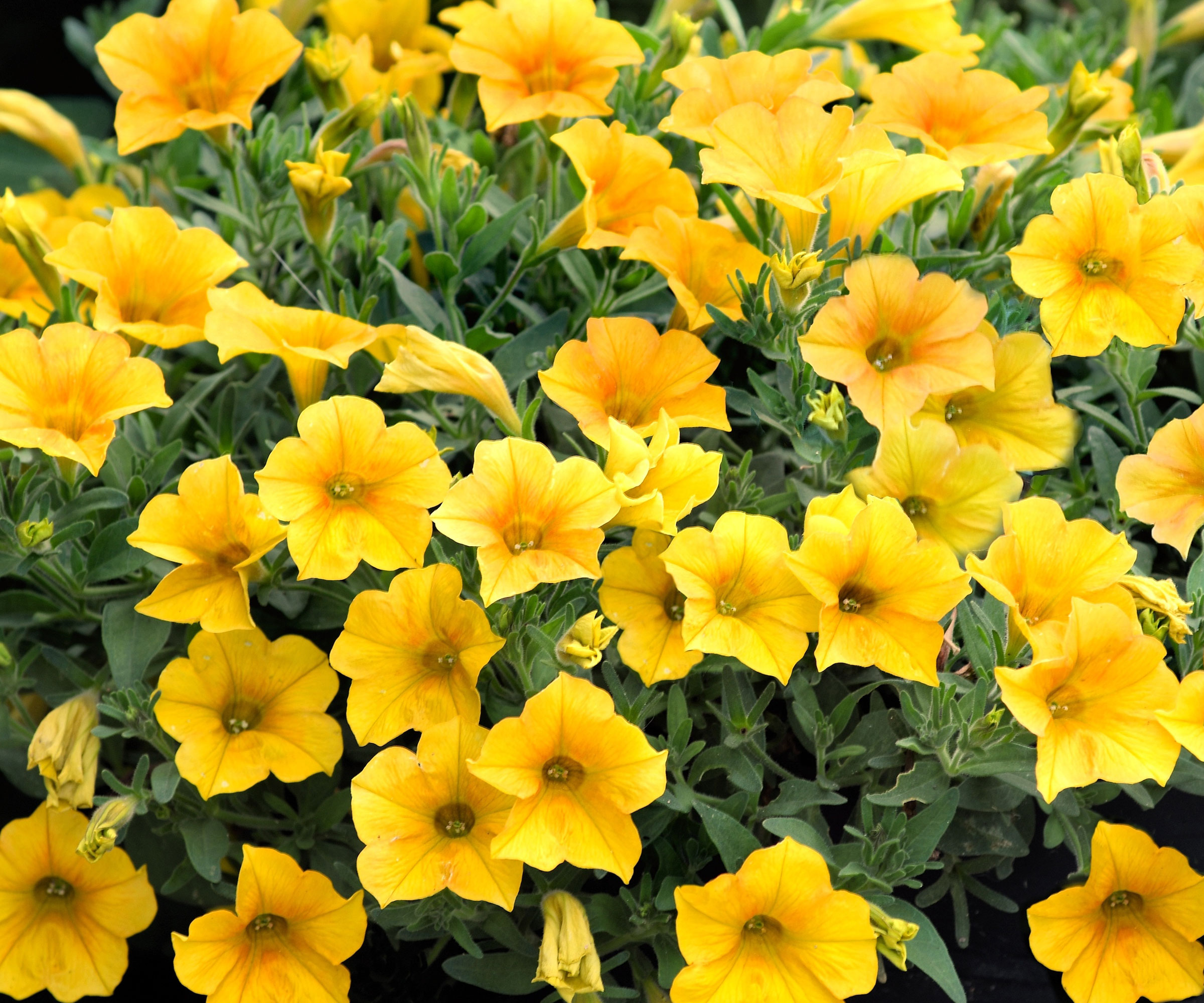 yellow petunia Bees Knees in full bloom