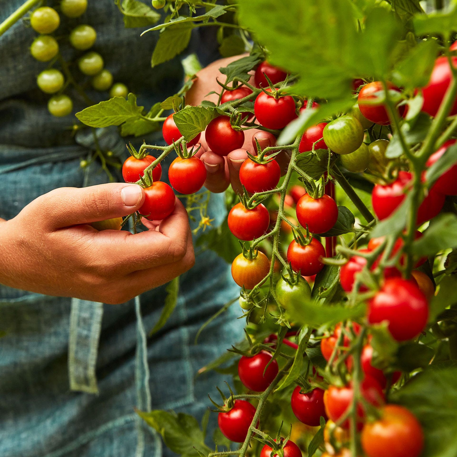 Super Sweet 100 Tomato Seeds & Plant