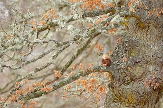 Red squirrel hiding in a giant oak. Credit: Neil McIntyre