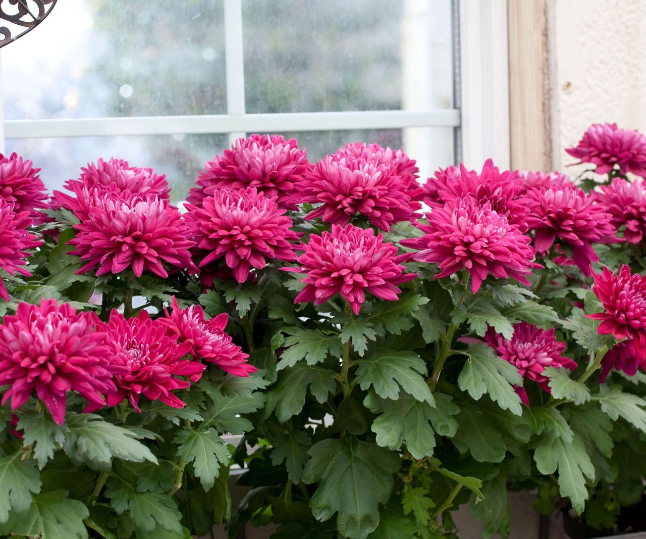 Best front door plants 10 beautiful choices Homes & Gardens