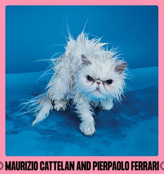 A wet, white, long-haired cat is photographed on a blue background.