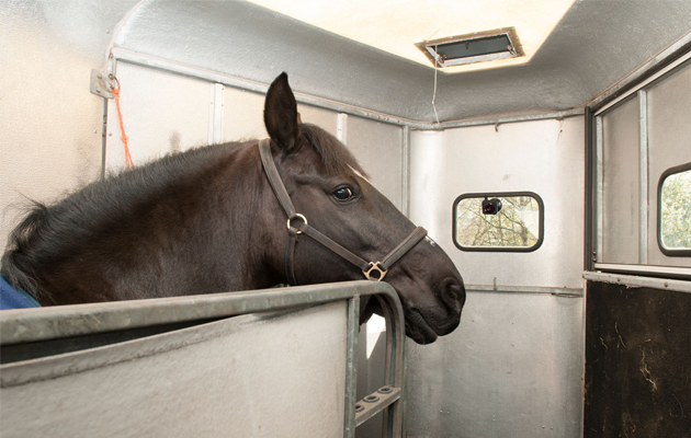 Monitor-watching-Horse