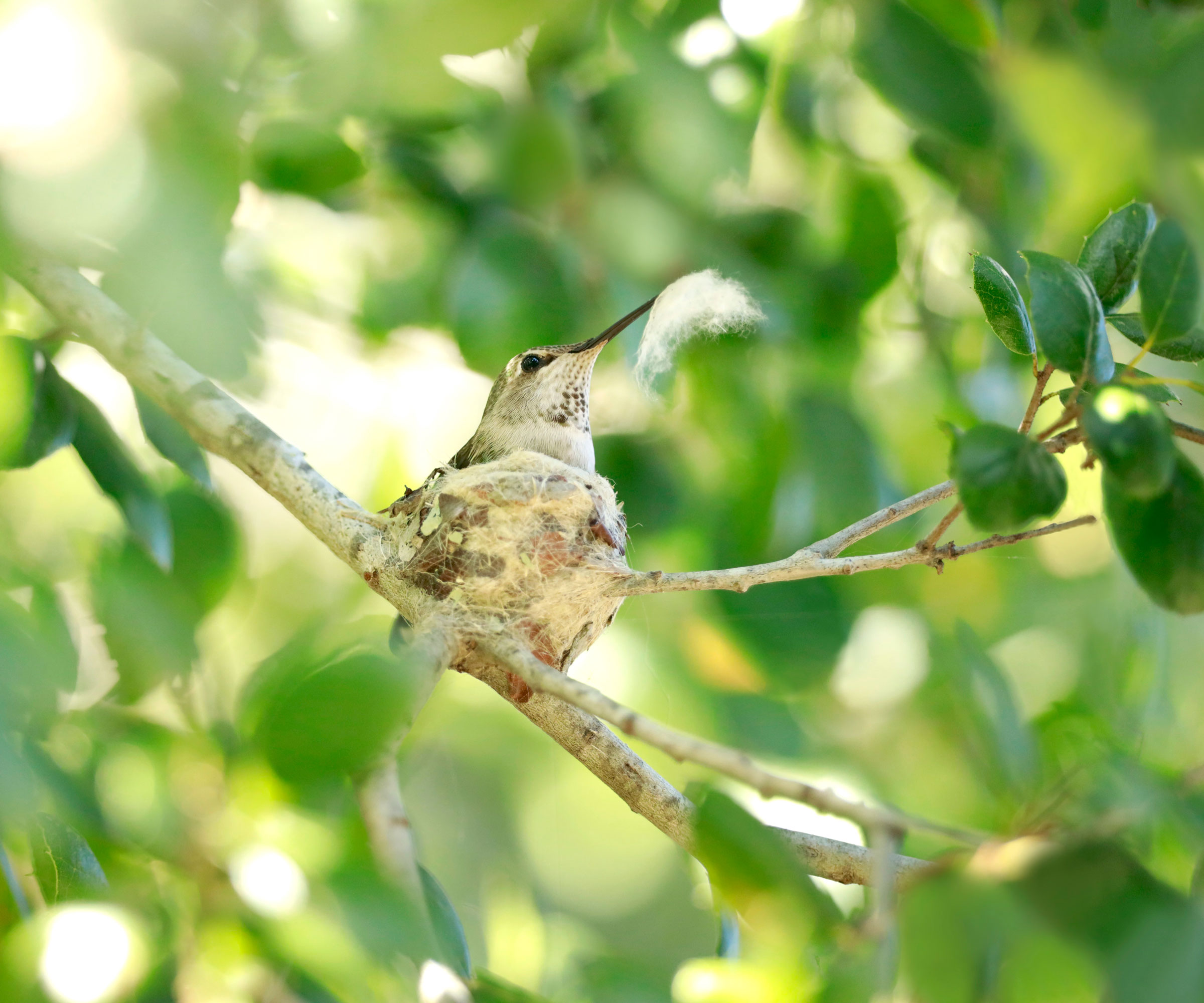 hummingbird sitting in nest with beak of fluff