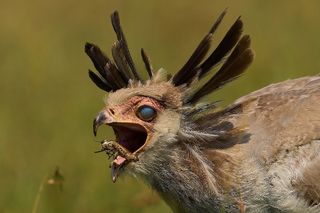 A secretary bird catching a locus with its beak.