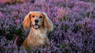 Cocker spaniel in heather