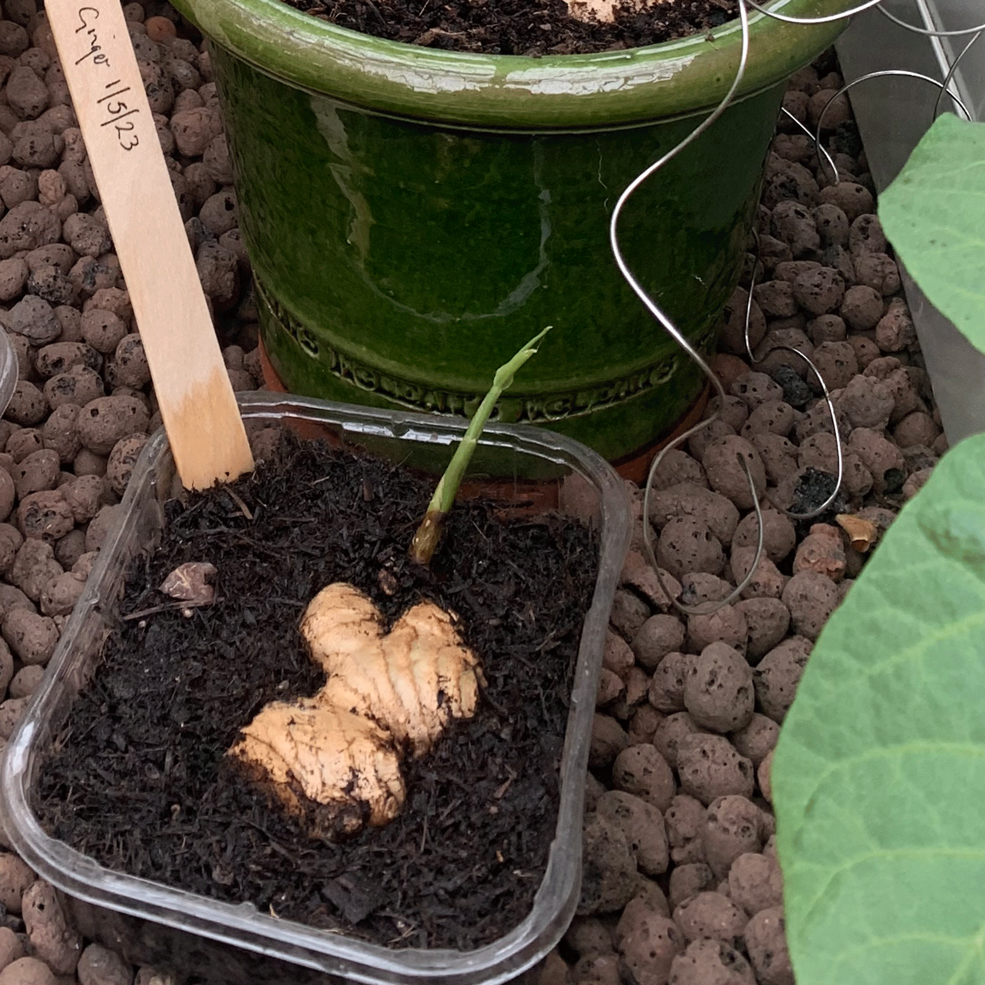 Ginger growing in a pot in a green house
