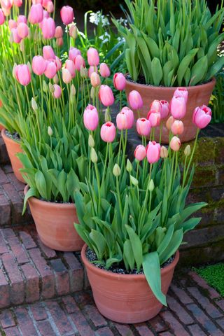 A row of terracotta planters with pink tulips