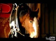 Clydesdale-foal-video.jpg