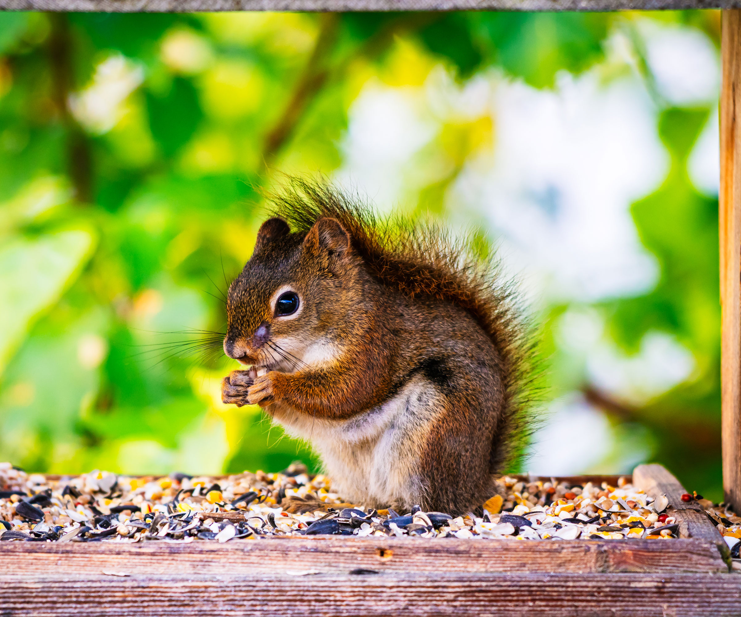 squirrel eating seeds from open house-style bird feeder