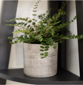 button fern in concrete pot