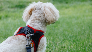 Harness on a puppy on grass