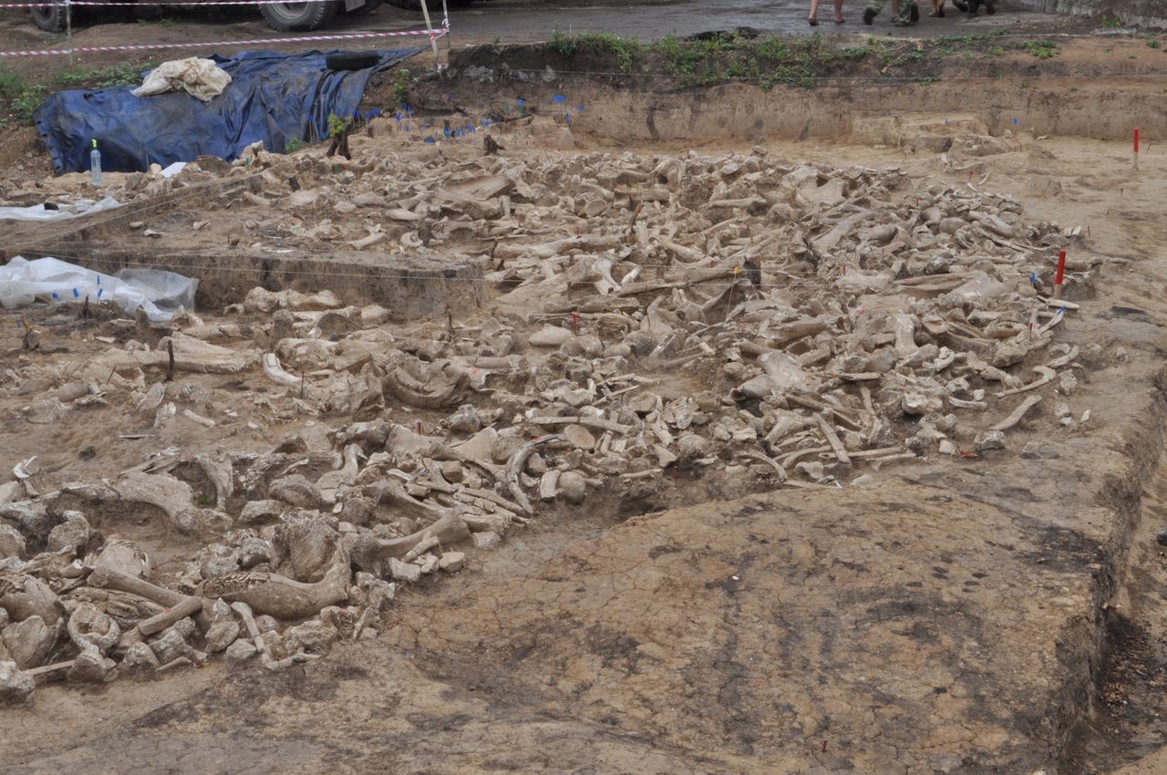 A view of the sheer amount of bones at the site.