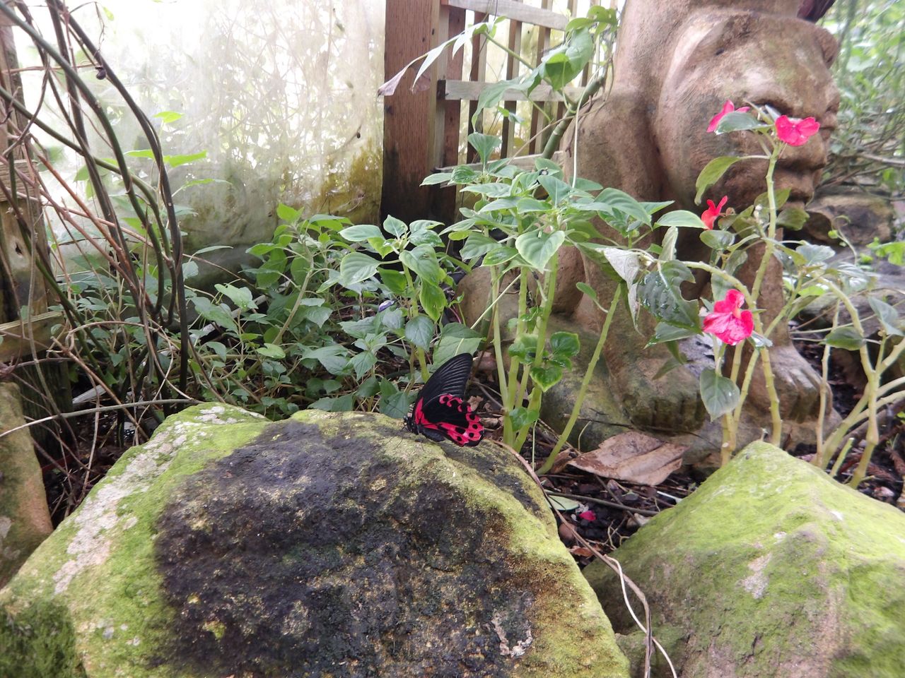 Image of a red butterfly taken on the Pentax WG-1000.