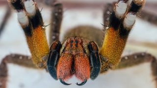 A closeup-photo of a Brazilian wandering spider, with orange head and black and white-striped legs