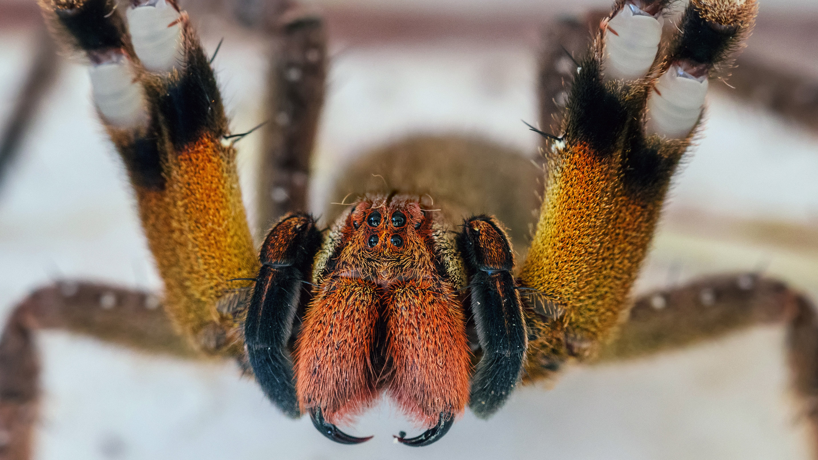 brazilian wandering spider fangs