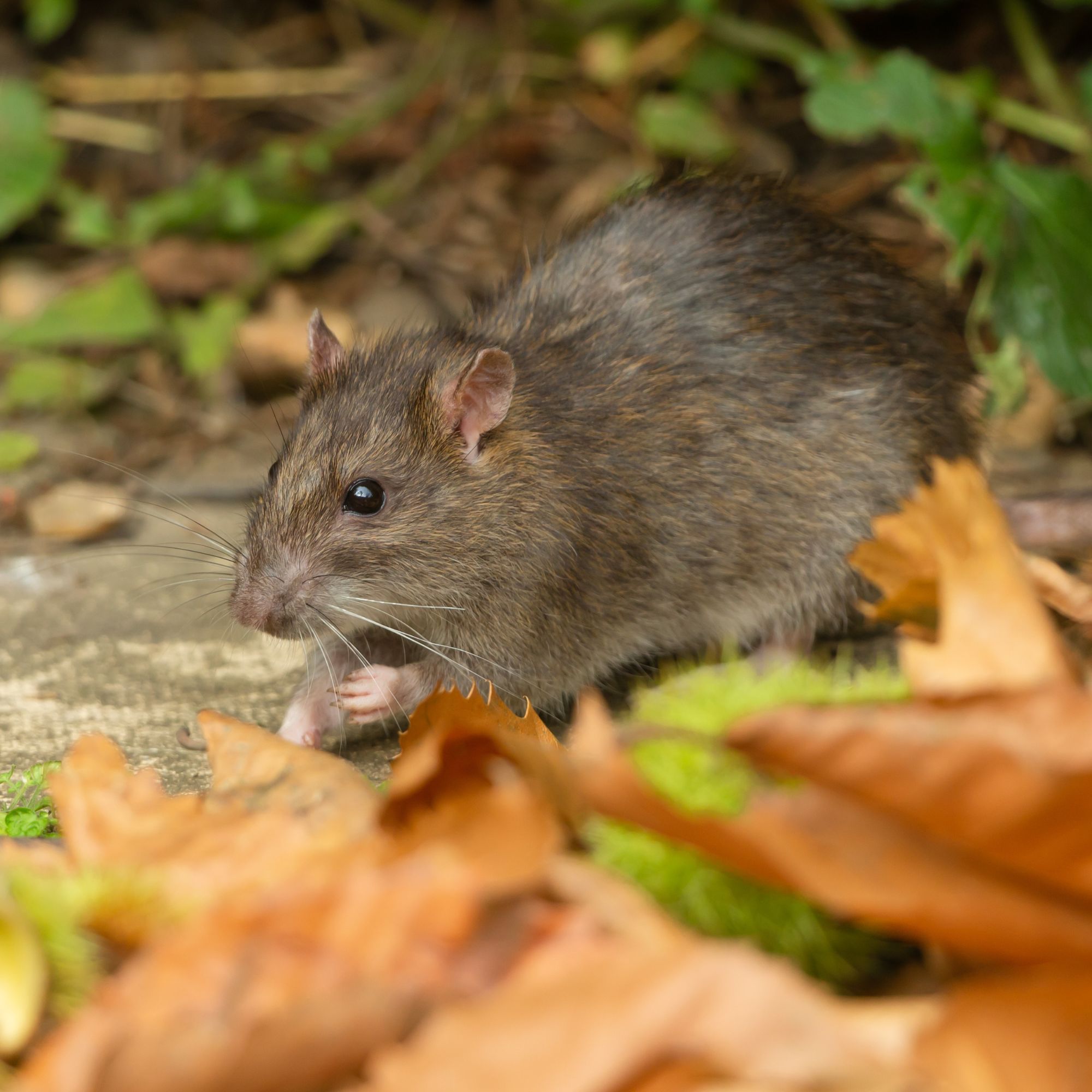 Rat in a garden surrounded by leaves