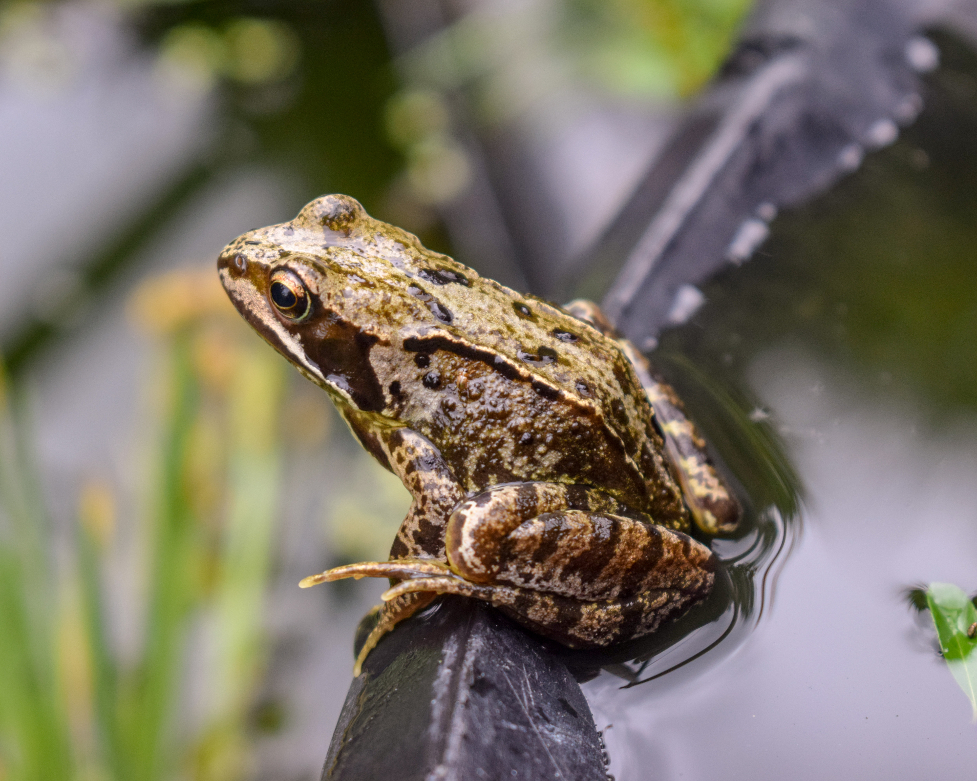 frog on edge of a container pond in a garden