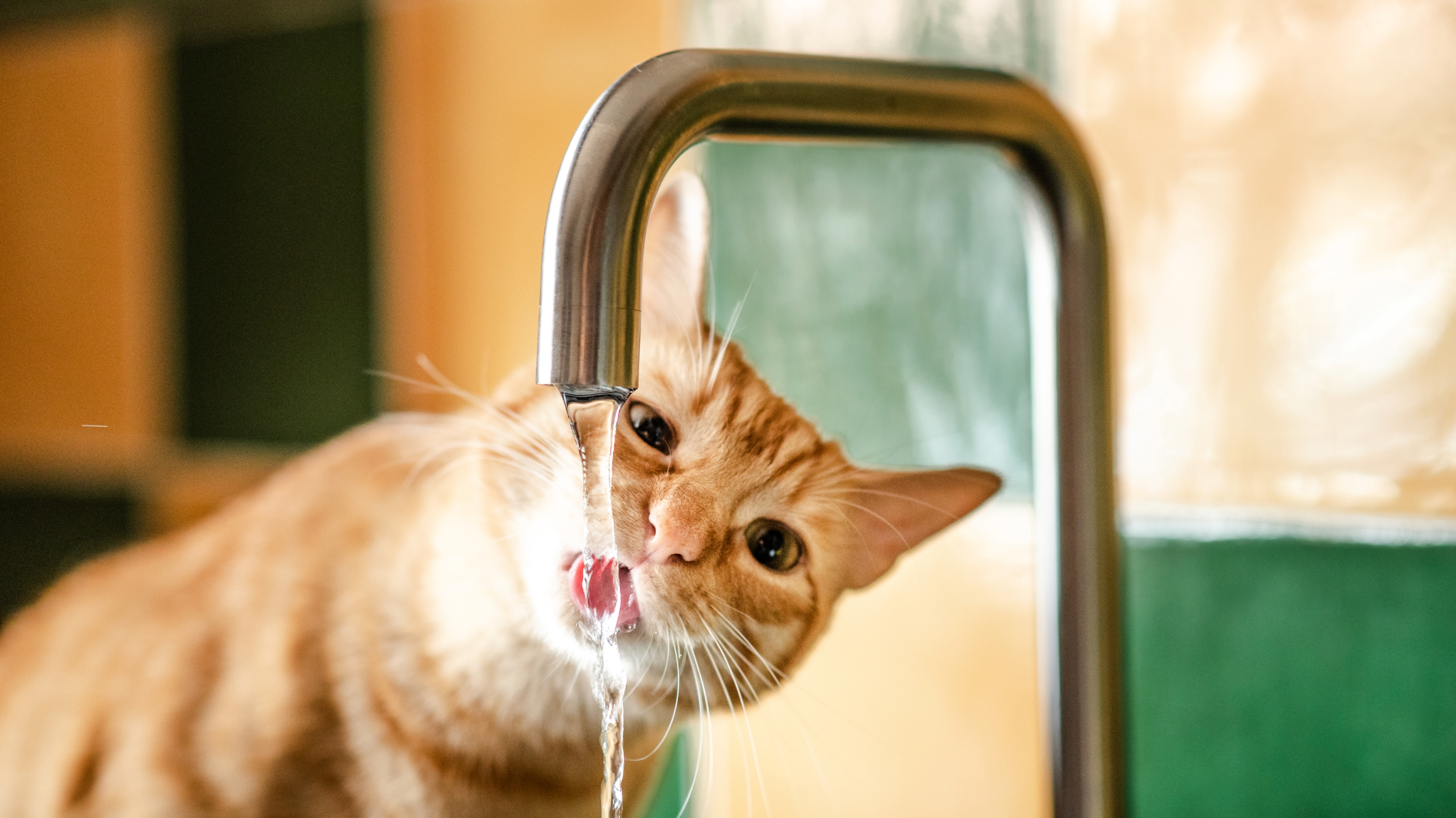 Ginger cat drinking from faucet