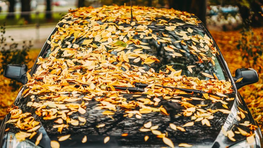 Leaves covering a car