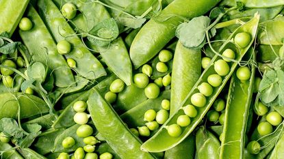 fresh harvest of pea pods and shoots