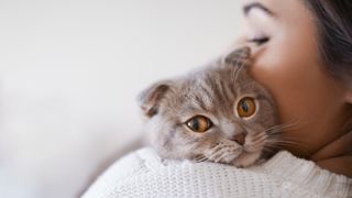 A Scottish Fold cat rests its head on its owner's shoulders and looks at the camera
