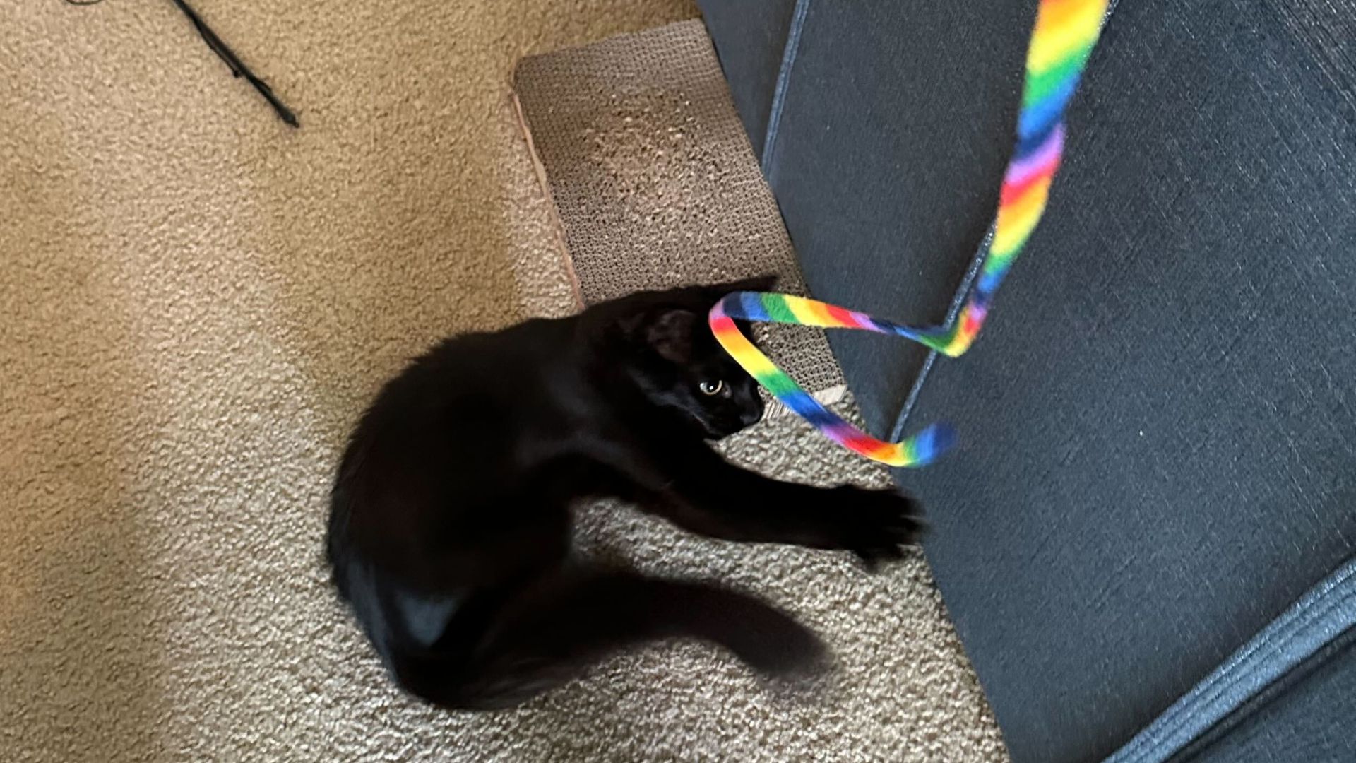 Cat Dancer Rainbow Cat Charmer, one of the best toys for indoor cats